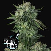 Fast Buds - Original Auto Moby Dick 3