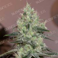 Silent Seeds - Original Amnesia - 5 fem