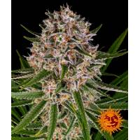 Barney's Farm - Auto Lemon Haze - 3 auto
