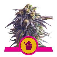 Royal Queen Seeds - Sundae Driver - 10 Fem