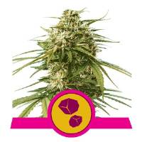 Royal Queen Seeds - Gusher - 10 Fem