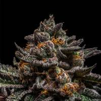 Ripper Seeds - Brain Cake - 3 Fem
