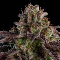 Ripper Seeds - Auto K-Mintz - 3 Auto