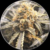 Medical Seeds - Recovery CBD - 3 Fem