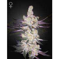 Green House - Razuberi - 10 Fem