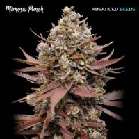 Advanced Seeds - Mimosa Punch - 1 Fem