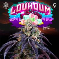 Perfect Tree - Loukoum - 6 Fem