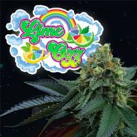 Perfect Tree - Lime OZZ - 6 Fem