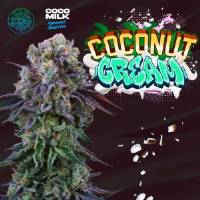 Perfect Tree - Coconut Cream - 6 Fem