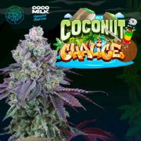 Perfect Tree - Coconut Cream - 6 Fem