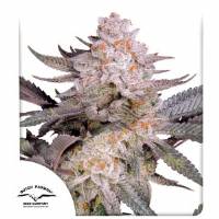 Dutch Passion - Orange Bud 2.0 - 5 fem