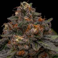 Ripper Seeds - Korenji - 5 Fem