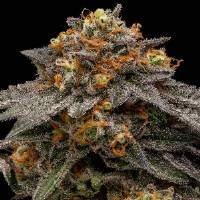 Ripper Seeds - Shimo - 1 Fem