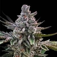 Silent Seeds - Acai Jelly by Sherbinskis - 3 fem