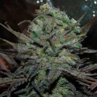 Delicious Seeds - Auto Eleven Roses - 3 auto