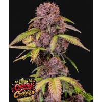 Fast Buds - Auto Lemon Cherry Cookies - 3 auto