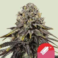 Royal Queen Seeds - Dynamite Diesel 