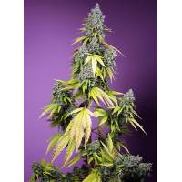 Sweet Seeds - Jet Fuel Mandarine XL- 100 auto