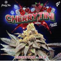 Perfect Tree - Cherrytini S1 - 6 Fem
