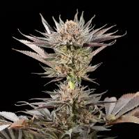 Silent Seeds - Lemon Tree 2.0 