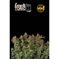 Seedstockers - Superior Auto Terp & Tonic - 5 auto