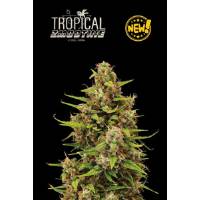Seedstockers - Superior Auto Tropical Zmoothie - 3 auto