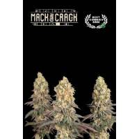 Seedstockers - Mack and Crack - 5 fem