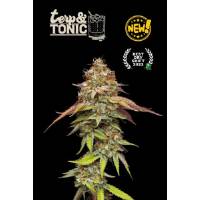 Seedstockers - Superior Terp & Tonic - 5 fem