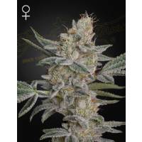 Green House - Super Lemon Haze x RS11 - 1 Fem