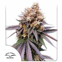 Dutch Passion - GMO Fast - 5 fem