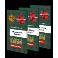 Barney's Farm - Black Cherry Gushers - 10 fem