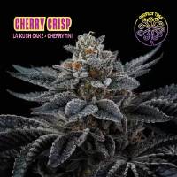 Perfect Tree - Cherry Crisp - 6 Fem