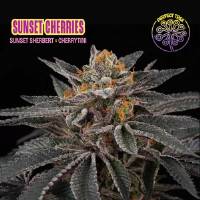 Perfect Tree - Sunset Cherries - 6 Fem
