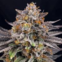 Ripper Seeds - CandyGaz - 1 Fem