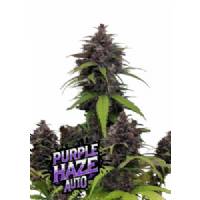 Fast Buds - Purple Haze Auto 1