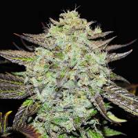Delicious Seeds - Purple Mango Kush fem 5
