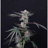 Compound Genetics - Luxar-Dos - 5 fem