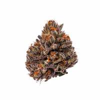 Growers Choice - Tropicana Cherry Triploid F1 - 3 fem