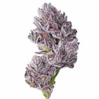 Growers Choice - Iced Sangria Triploid F1 - 1 fem