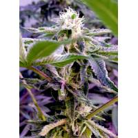 Elev8 Seeds - Runtz S1 - 6 fem