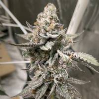 Elev8 Seeds - Beaver Cookies - 3 fem