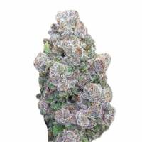 Growers Choice - Mimosa Gusher Limited Edition - 3 fem