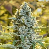 Silent Seeds - Moby Dick - 5 fem