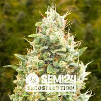 Semi24 Seedselection - Gorilla Zkittlez Auto - 3+1 auto