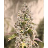 High Speed Buds - Gorilla Cookies Fast - 1 fem