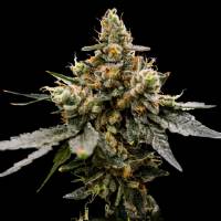 DNA Genetics - Gaz Money - 5 fem