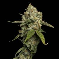 DNA Genetics - Kosher Prophet - 5 fem
