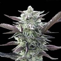 00 Seeds - Oreoz - 100 fem