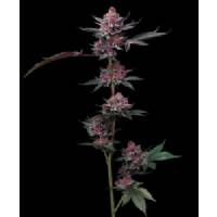 Barney's Farm - Cherry Poppers - 10 fem