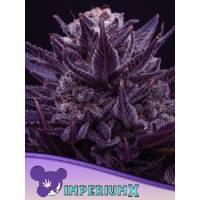 Anesia Seeds - IMPERIUM X - 10 fem